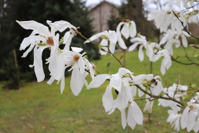 Magnolia x kewnsis 'Wadas Memory' - šácholan - větev s květy